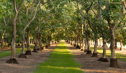 Image showing Lime Orchard Sour Tart Fruit Growing on Trees