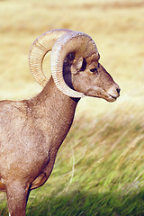 Image showing Wild Animal High Desert Bighorn Sheep Male Ram