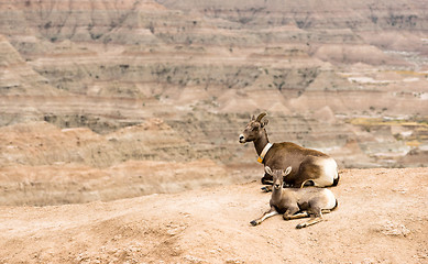 Image showing Bighorn Sheep Mother and Calf GPS Tracking Collar Badlands