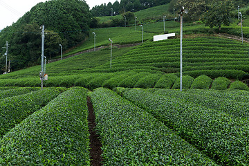 Image showing Green tea plant