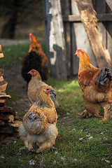 Image showing Chicken walking in the yard