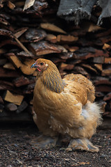 Image showing Chicken walking in the yard