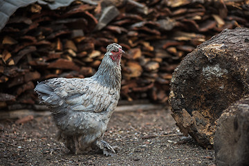 Image showing Chicken walking in the yard