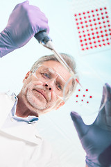 Image showing Senior life science researcher grafting bacteria.