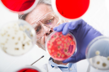 Image showing Senior life science researcher grafting bacteria.