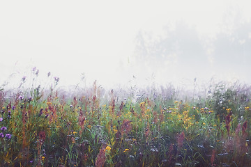 Image showing Misty Morning In The Meadow