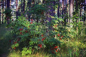 Image showing Red Elderberry Shrub