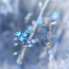 Image showing Woodland Forget-me-not Flowers