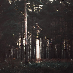 Image showing Sunrays In The Dark Forest