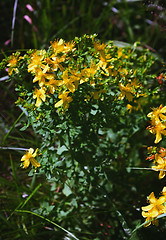 Image showing Saint John\'s Wort