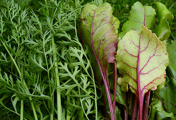 Image showing Carrot and beetroot leaves