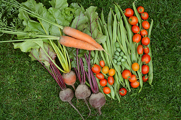 Image showing Selection of fresh produce from vegetable garden