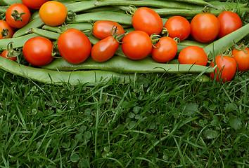 Image showing Row of red tomatoes on runner beans