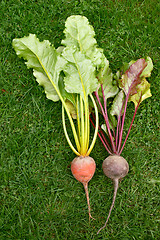 Image showing Orange and red beetroot