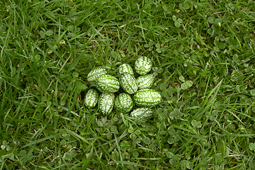 Image showing Handful of freshly picked cucamelons 