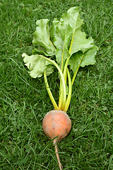 Image showing Rainbow beetroot with orange flesh and light green leaves