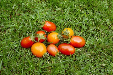 Image showing Handful of rainbow cherry plum tomatoes 