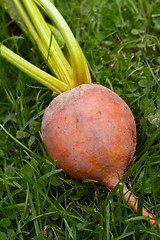 Image showing Rainbow beetroot with orange flesh