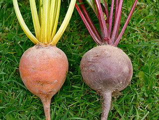 Image showing Rainbow and standard varieties of beetroot 