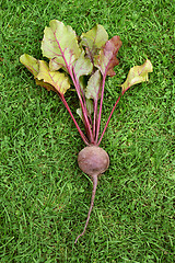 Image showing One freshly picked red beetroot 