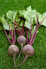 Image showing Three red beetroot with purple stalks and green leaves