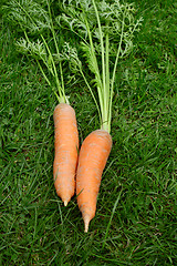 Image showing Orange carrots with long frondy foliage