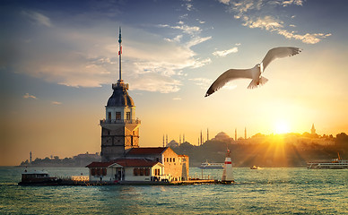 Image showing Seagull and Maiden Tower