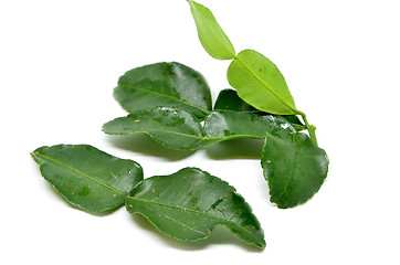 Image showing Bergamot kaffir lime leaves 