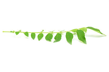 Image showing Bunch of curry leaves