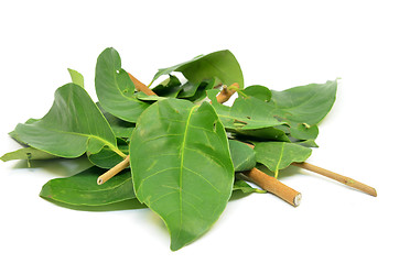 Image showing Indonesian Bay Leaf