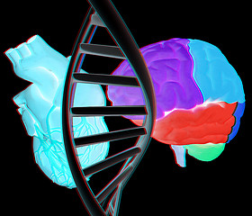 Image showing DNA, brain and heart. 3d illustration. Anaglyph. View with red/c