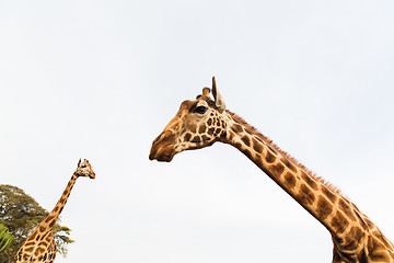 Image showing giraffes in africa