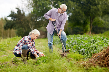 Image showing senior couple working in garden or at summer farm