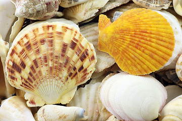 Image showing Sea Shells