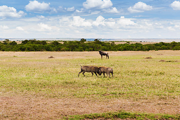 Image showing warthogs fighting in savannah at africa