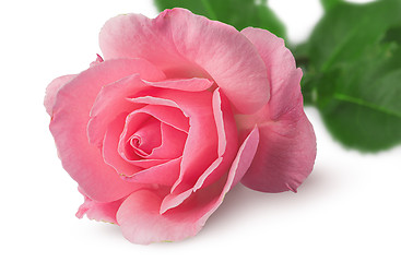 Image showing Closeup of rose flower rotated