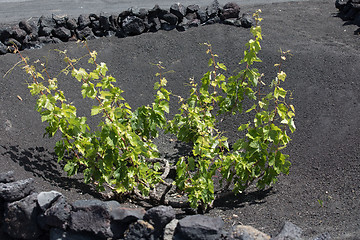 Image showing Wine grapes grow on logs in the lava sands of Lanzarote.