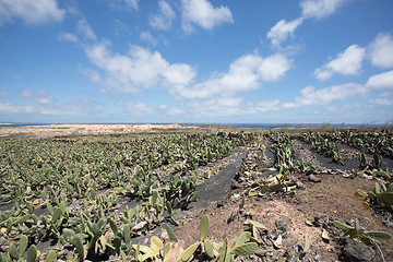 Image showing A large and important cactus plantation on Lanzarote.