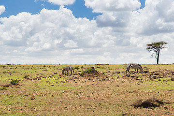 Image showing herd of zebras grazing in savannah at africa