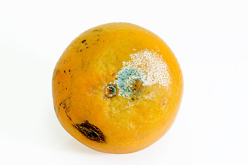 Image showing Mouldy orange