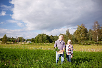 Image showing senior couple with box picking carrots on farm