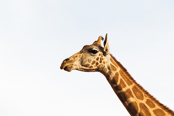 Image showing giraffe in africa