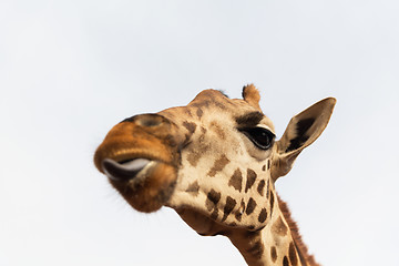 Image showing close up of giraffe head