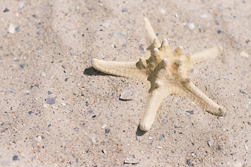 Image showing starfish