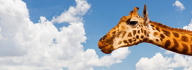 Image showing giraffe head over blue sky and clouds background