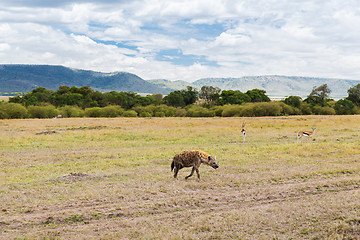 Image showing hyena and thomsons gazelles in savannah at africa