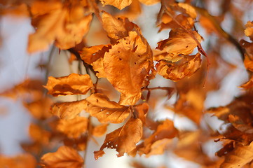 Image showing Autumn leaves