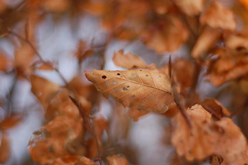 Image showing leaves