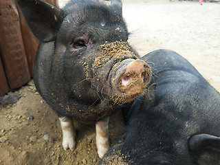 Image showing two black pigs