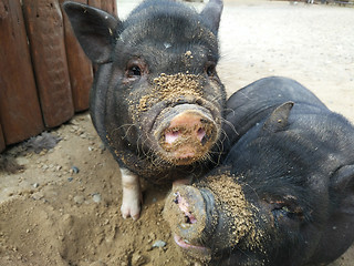 Image showing two black pigs